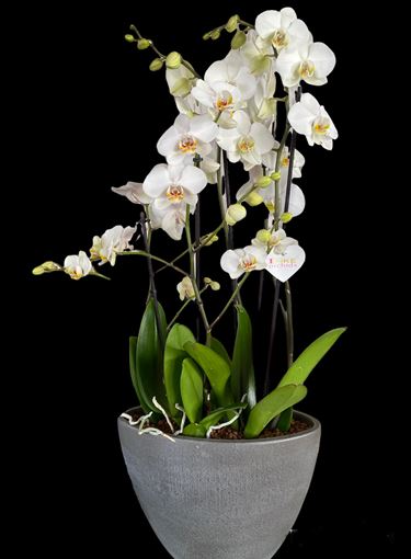 orchidees-gondola